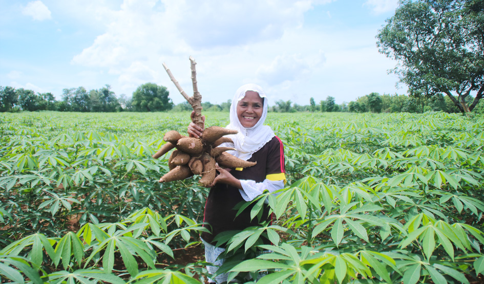 Meningkatkan Kualitas Hidup Para Petani Ubi Di Makassar